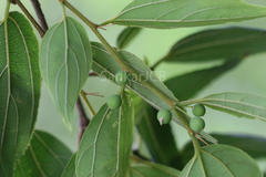 Celtis tetrandra